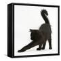 Fluffy Black Kitten, 12 Weeks Old, Stretching-Mark Taylor-Framed Stretched Canvas