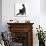 Fluffy Black Kitten, 12 Weeks Old, Stretching-Mark Taylor-Photographic Print displayed on a wall