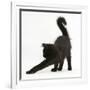 Fluffy Black Kitten, 12 Weeks Old, Stretching-Mark Taylor-Framed Photographic Print