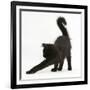 Fluffy Black Kitten, 12 Weeks Old, Stretching-Mark Taylor-Framed Photographic Print