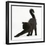 Fluffy Black Kitten, 12 Weeks Old, Stretching-Mark Taylor-Framed Photographic Print