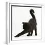 Fluffy Black Kitten, 12 Weeks Old, Stretching-Mark Taylor-Framed Photographic Print