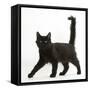 Fluffy Black Kitten, 12 Weeks Old, Walking Across-Mark Taylor-Framed Stretched Canvas