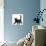 Fluffy Black Kitten, 12 Weeks Old, Walking Across-Mark Taylor-Photographic Print displayed on a wall