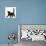 Fluffy Black Kitten, 12 Weeks Old, Walking Across-Mark Taylor-Photographic Print displayed on a wall