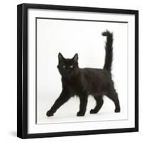 Fluffy Black Kitten, 12 Weeks Old, Walking Across-Mark Taylor-Framed Photographic Print