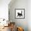 Fluffy Black Kitten, 12 Weeks Old, Walking Across-Mark Taylor-Framed Photographic Print displayed on a wall