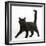 Fluffy Black Kitten, 12 Weeks Old, Walking Across-Mark Taylor-Framed Photographic Print