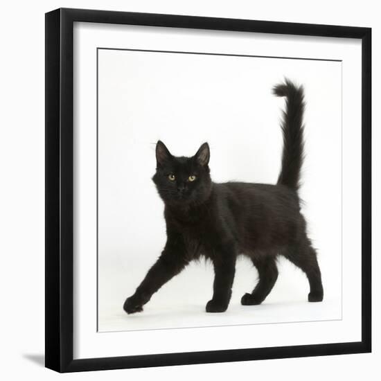 Fluffy Black Kitten, 12 Weeks Old, Walking Across-Mark Taylor-Framed Photographic Print