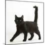 Fluffy Black Kitten, 12 Weeks Old, Walking Across-Mark Taylor-Mounted Photographic Print