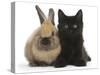Fluffy Black Kitten, 9 Weeks Old, and Young Rabbit-Mark Taylor-Stretched Canvas