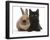 Fluffy Black Kitten, 9 Weeks Old, and Young Rabbit-Mark Taylor-Framed Photographic Print