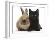 Fluffy Black Kitten, 9 Weeks Old, and Young Rabbit-Mark Taylor-Framed Photographic Print