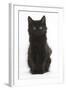 Fluffy Black Kitten, 9 Weeks Old, Sitting-Mark Taylor-Framed Photographic Print