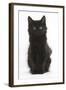 Fluffy Black Kitten, 9 Weeks Old, Sitting-Mark Taylor-Framed Photographic Print