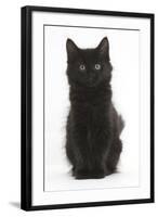 Fluffy Black Kitten, 9 Weeks Old, Sitting-Mark Taylor-Framed Photographic Print