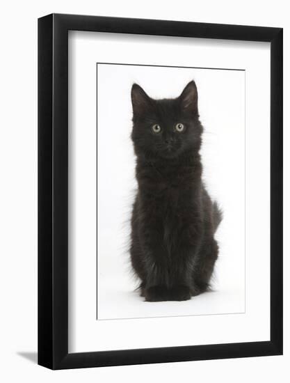 Fluffy Black Kitten, 9 Weeks Old, Sitting-Mark Taylor-Framed Photographic Print