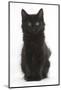 Fluffy Black Kitten, 9 Weeks Old, Sitting-Mark Taylor-Mounted Photographic Print