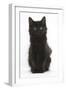 Fluffy Black Kitten, 9 Weeks Old, Sitting-Mark Taylor-Framed Photographic Print