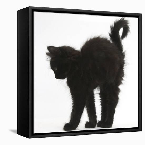 Fluffy Black Kitten, 9 Weeks Old, Stretching with Arched Back-Mark Taylor-Framed Stretched Canvas