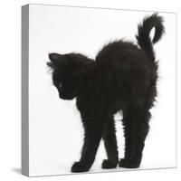 Fluffy Black Kitten, 9 Weeks Old, Stretching with Arched Back-Mark Taylor-Stretched Canvas