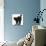 Fluffy Black Kitten, 9 Weeks Old, Stretching with Arched Back-Mark Taylor-Stretched Canvas displayed on a wall