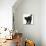 Fluffy Black Kitten, 9 Weeks Old, Stretching with Arched Back-Mark Taylor-Stretched Canvas displayed on a wall