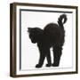 Fluffy Black Kitten, 9 Weeks Old, Stretching with Arched Back-Mark Taylor-Framed Photographic Print