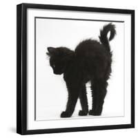 Fluffy Black Kitten, 9 Weeks Old, Stretching with Arched Back-Mark Taylor-Framed Photographic Print