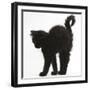 Fluffy Black Kitten, 9 Weeks Old, Stretching with Arched Back-Mark Taylor-Framed Photographic Print