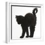 Fluffy Black Kitten, 9 Weeks Old, Stretching with Arched Back-Mark Taylor-Framed Photographic Print