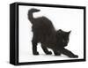 Fluffy Black Kitten, 9 Weeks Old, Stretching-Mark Taylor-Framed Stretched Canvas