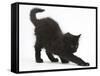 Fluffy Black Kitten, 9 Weeks Old, Stretching-Mark Taylor-Framed Stretched Canvas