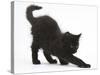 Fluffy Black Kitten, 9 Weeks Old, Stretching-Mark Taylor-Stretched Canvas