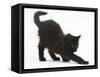 Fluffy Black Kitten, 9 Weeks Old, Stretching-Mark Taylor-Framed Stretched Canvas