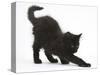 Fluffy Black Kitten, 9 Weeks Old, Stretching-Mark Taylor-Stretched Canvas