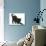 Fluffy Black Kitten, 9 Weeks Old, Stretching-Mark Taylor-Photographic Print displayed on a wall