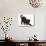 Fluffy Black Kitten, 9 Weeks Old, Stretching-Mark Taylor-Photographic Print displayed on a wall