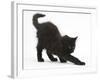 Fluffy Black Kitten, 9 Weeks Old, Stretching-Mark Taylor-Framed Photographic Print