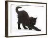 Fluffy Black Kitten, 9 Weeks Old, Stretching-Mark Taylor-Framed Photographic Print