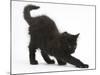 Fluffy Black Kitten, 9 Weeks Old, Stretching-Mark Taylor-Mounted Photographic Print