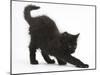 Fluffy Black Kitten, 9 Weeks Old, Stretching-Mark Taylor-Mounted Photographic Print