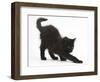 Fluffy Black Kitten, 9 Weeks Old, Stretching-Mark Taylor-Framed Photographic Print