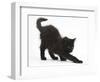 Fluffy Black Kitten, 9 Weeks Old, Stretching-Mark Taylor-Framed Photographic Print