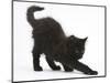 Fluffy Black Kitten, 9 Weeks Old, Stretching-Mark Taylor-Mounted Photographic Print