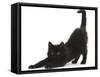 Fluffy Black Kitten, 9 Weeks, Stretching-Mark Taylor-Framed Stretched Canvas