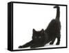 Fluffy Black Kitten, 9 Weeks, Stretching-Mark Taylor-Framed Stretched Canvas