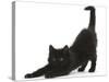 Fluffy Black Kitten, 9 Weeks, Stretching-Mark Taylor-Stretched Canvas