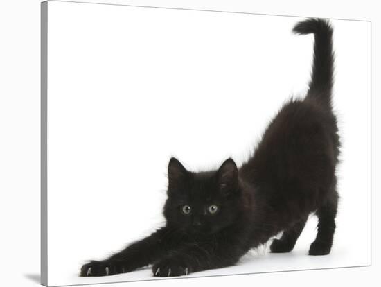 Fluffy Black Kitten, 9 Weeks, Stretching-Mark Taylor-Stretched Canvas