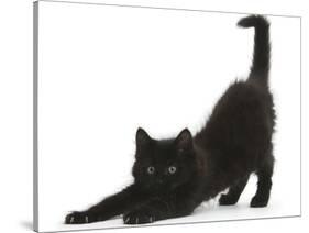 Fluffy Black Kitten, 9 Weeks, Stretching-Mark Taylor-Stretched Canvas